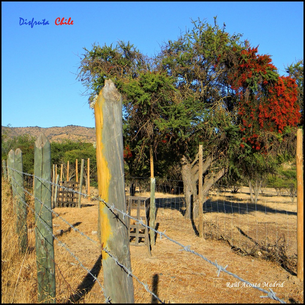 Foto de Marchigüe (Libertador General Bernardo OʼHiggins), Chile