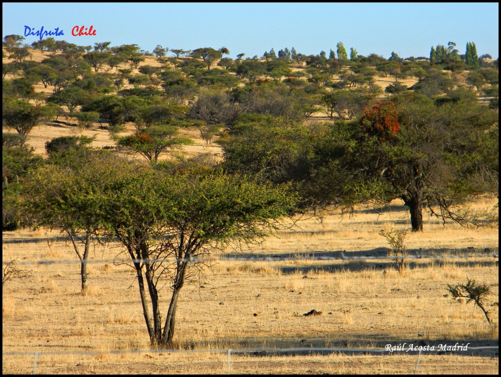 Foto de Marchigüe (Libertador General Bernardo OʼHiggins), Chile