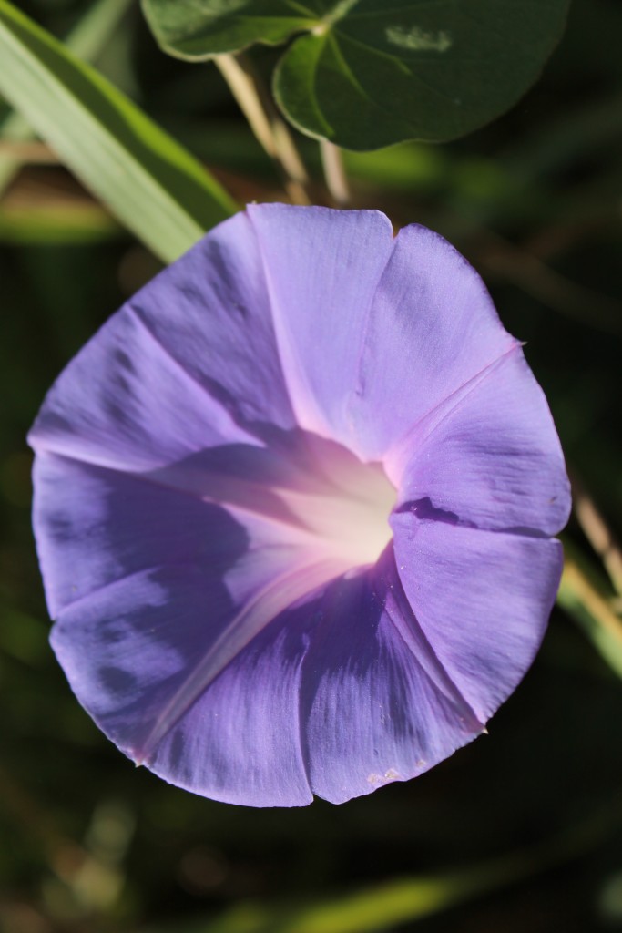 Foto de Tapachula (Chiapas), México