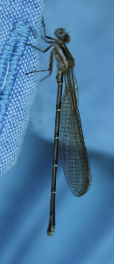 Foto de Tapachula (Chiapas), México