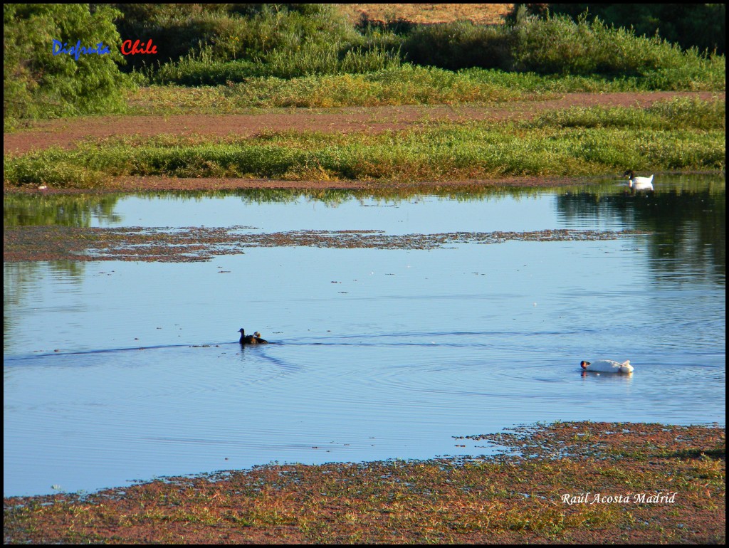 Foto de Marchigüe (Libertador General Bernardo OʼHiggins), Chile