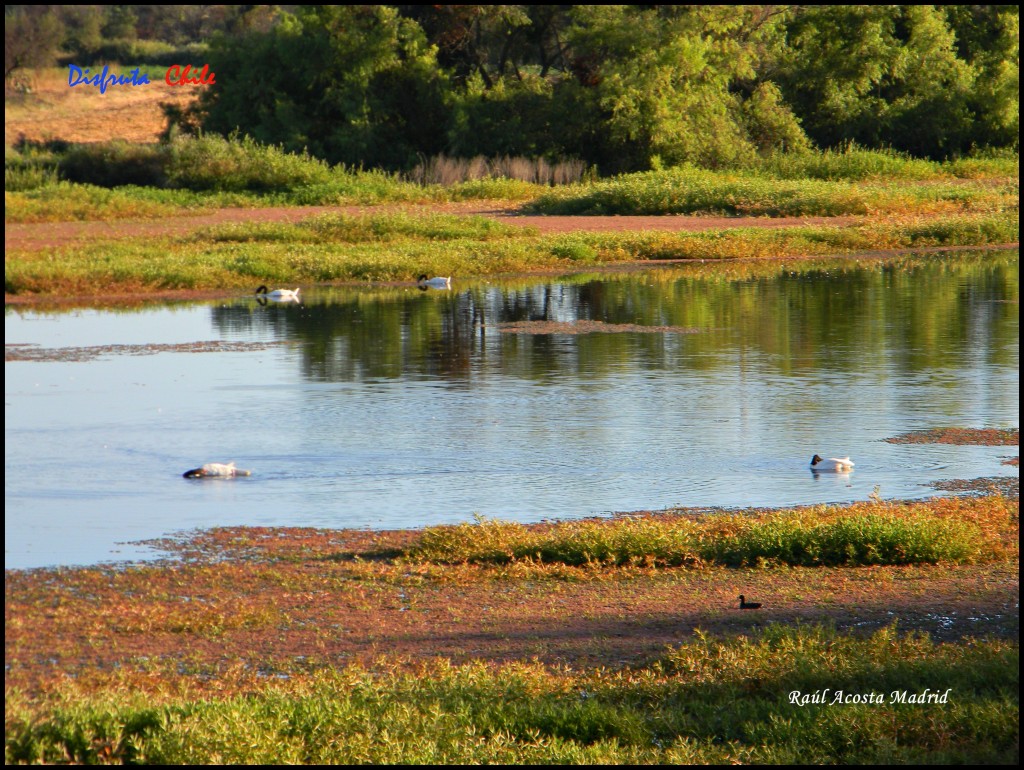 Foto de Marchigüe (Libertador General Bernardo OʼHiggins), Chile