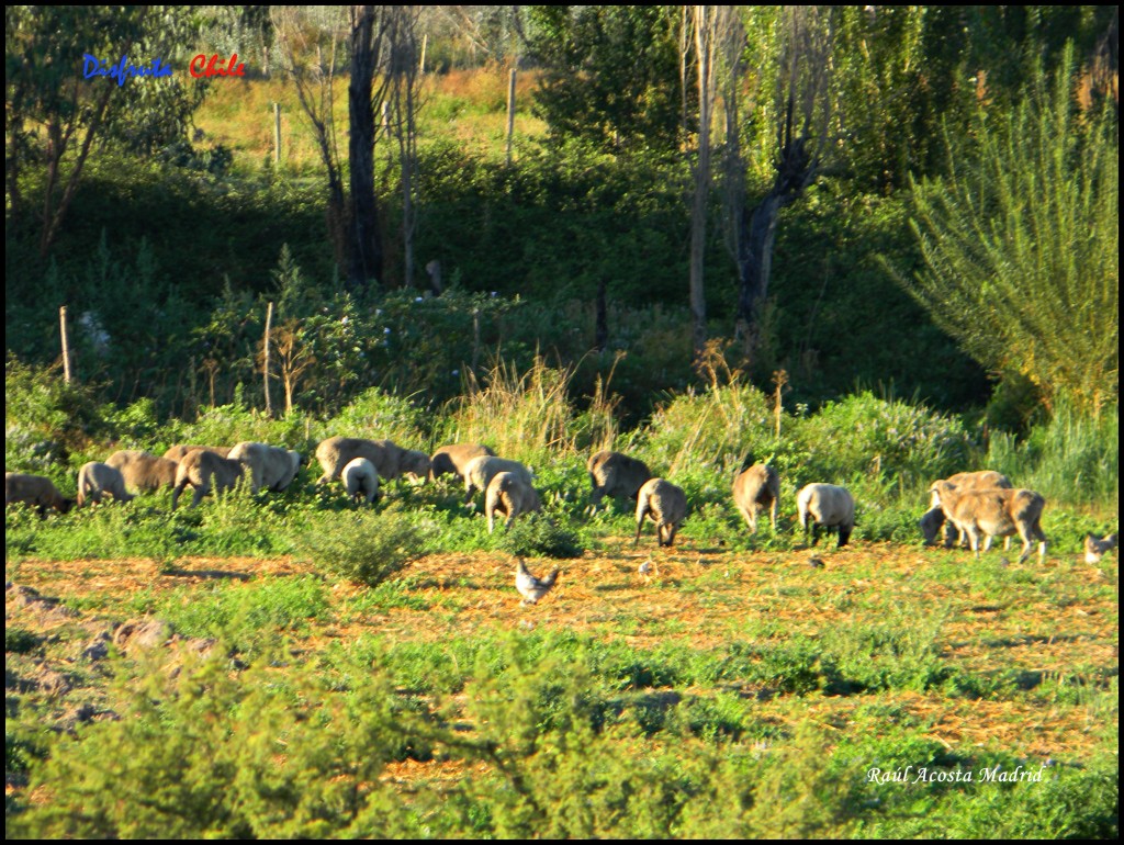 Foto de Marchigüe (Libertador General Bernardo OʼHiggins), Chile