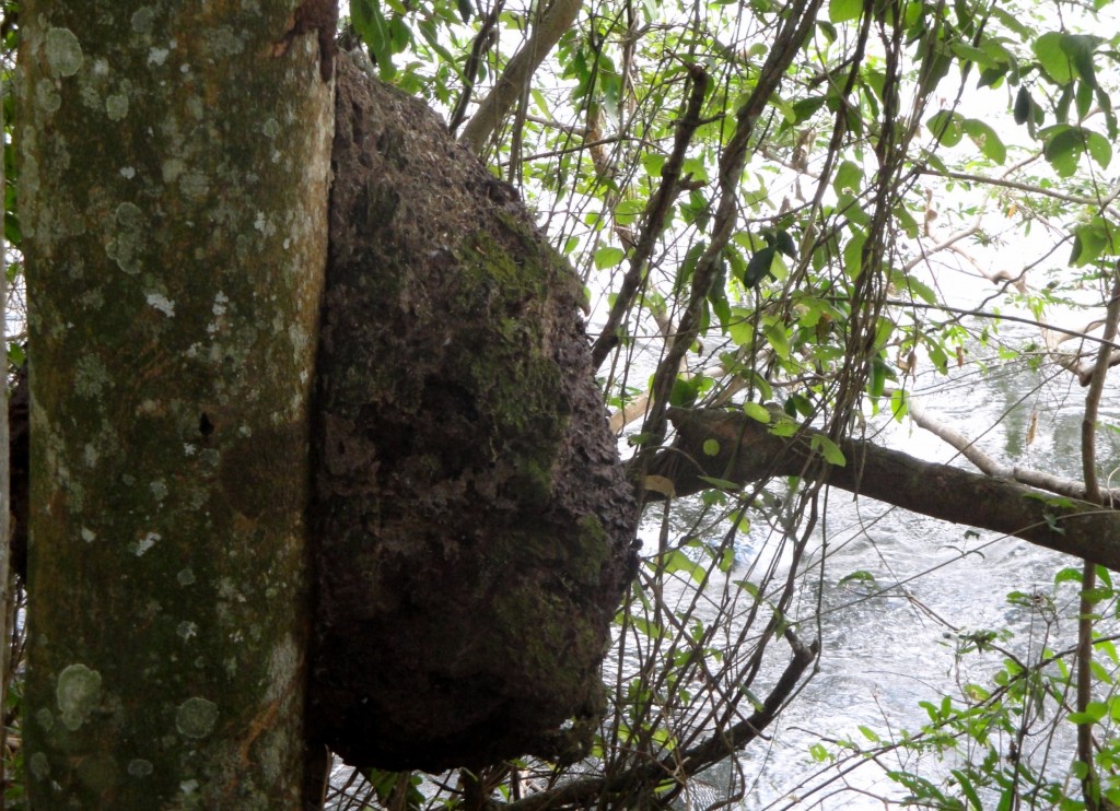 Foto: Garganta Del Diablo - Puerto Iguazú (Misiones), Argentina