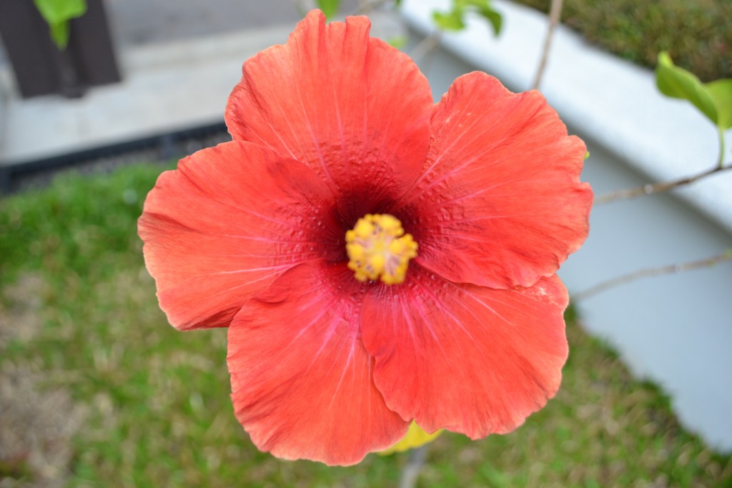 Foto de Alajuela, Costa Rica