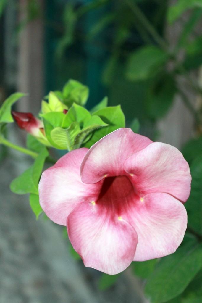 Foto de Tapachula (Chiapas), México