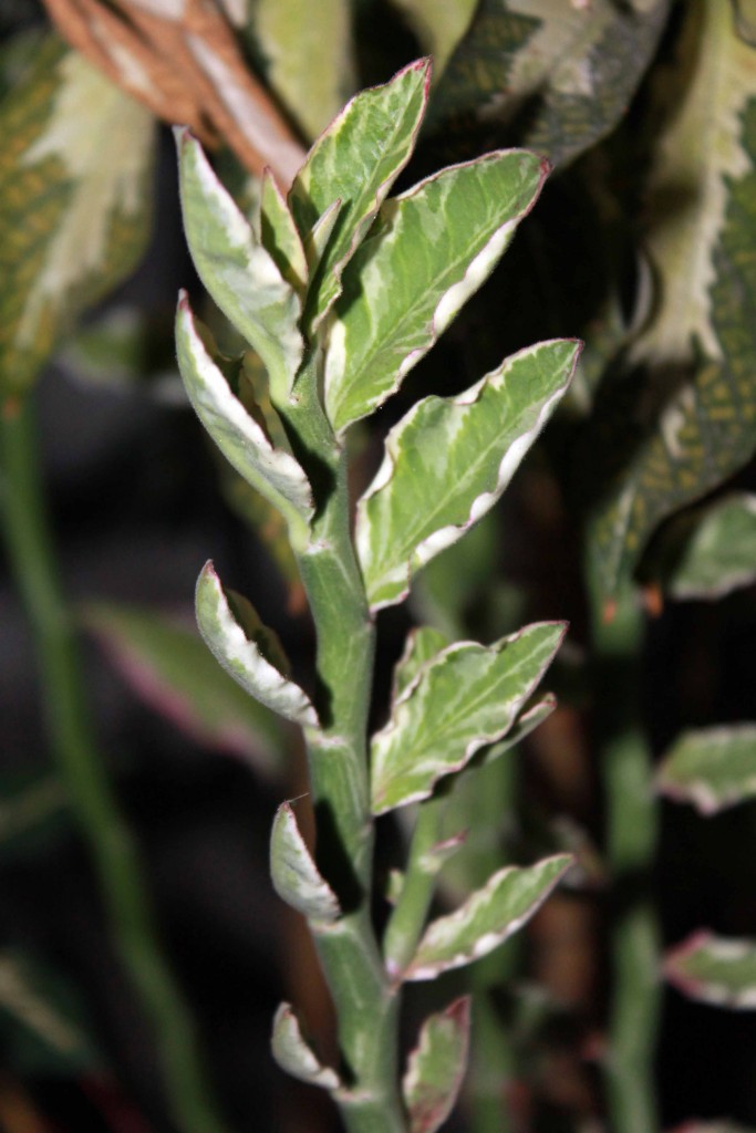 Foto de Tapachula (Chiapas), México
