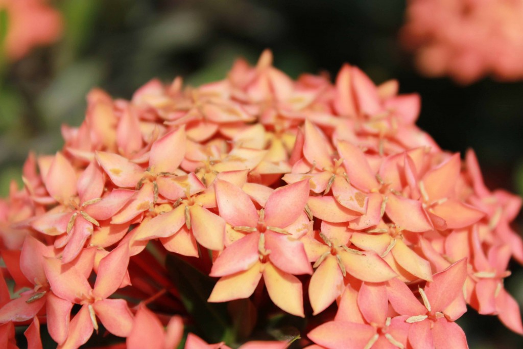 Foto de Tapachula (Chiapas), México