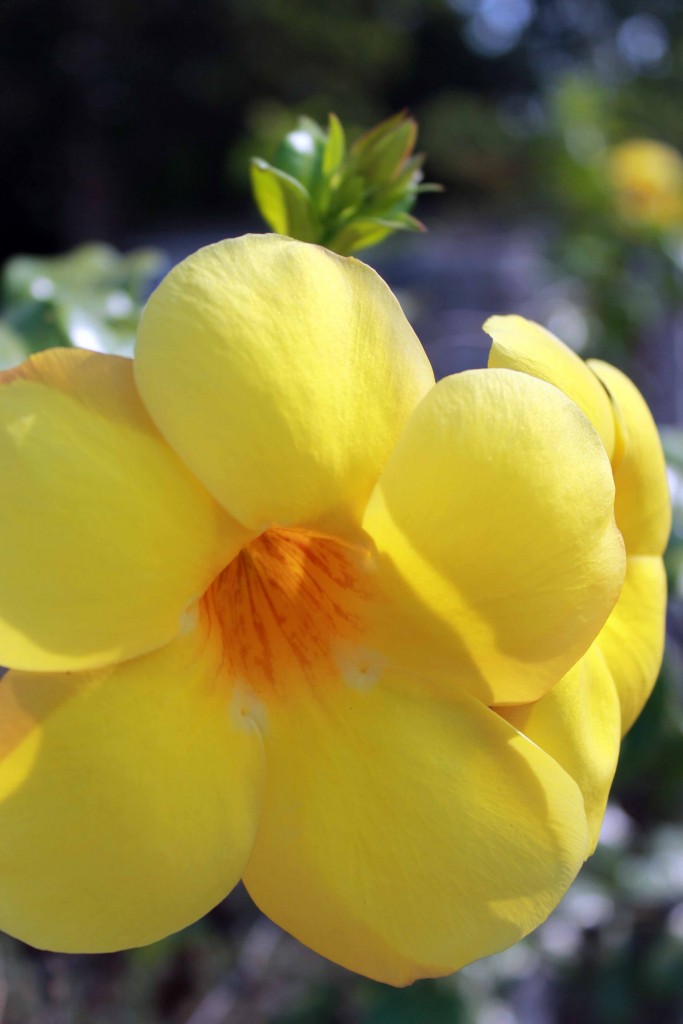 Foto de Tapachula (Chiapas), México