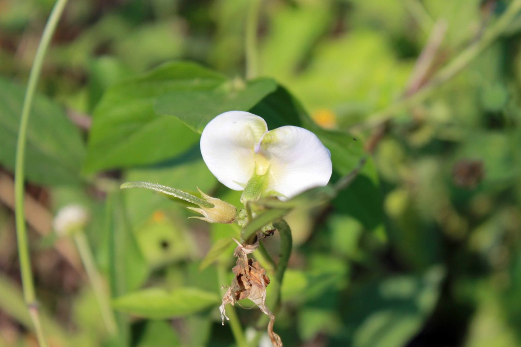 Foto de Tapachula (Chiapas), México