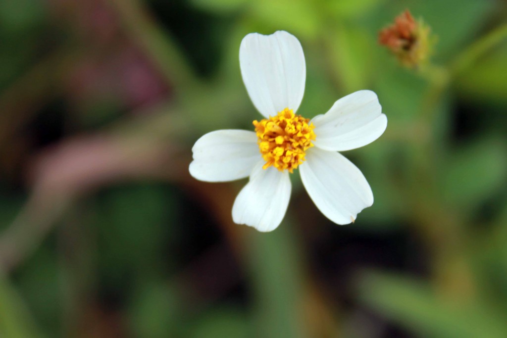 Foto de Tapachula (Chiapas), México
