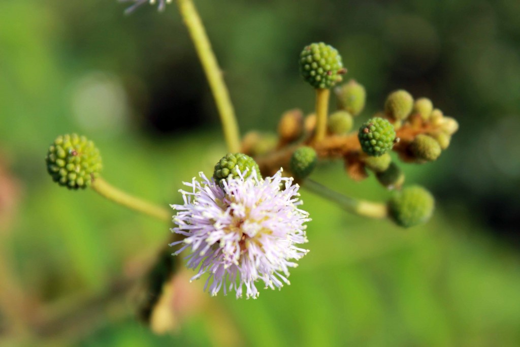 Foto de Tapachula (Chiapas), México