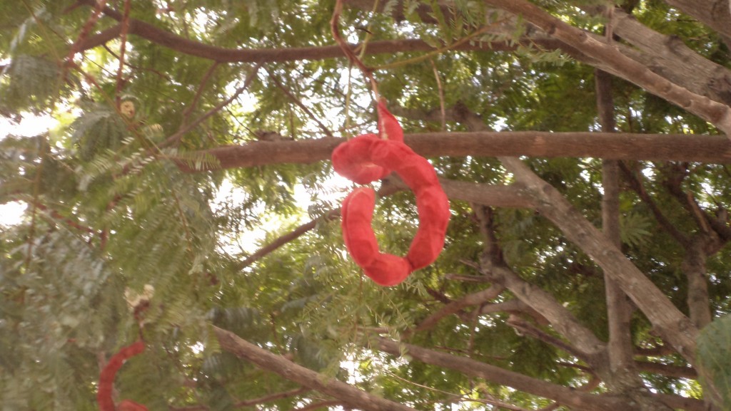 Foto: FLORES - Alajuela, Costa Rica