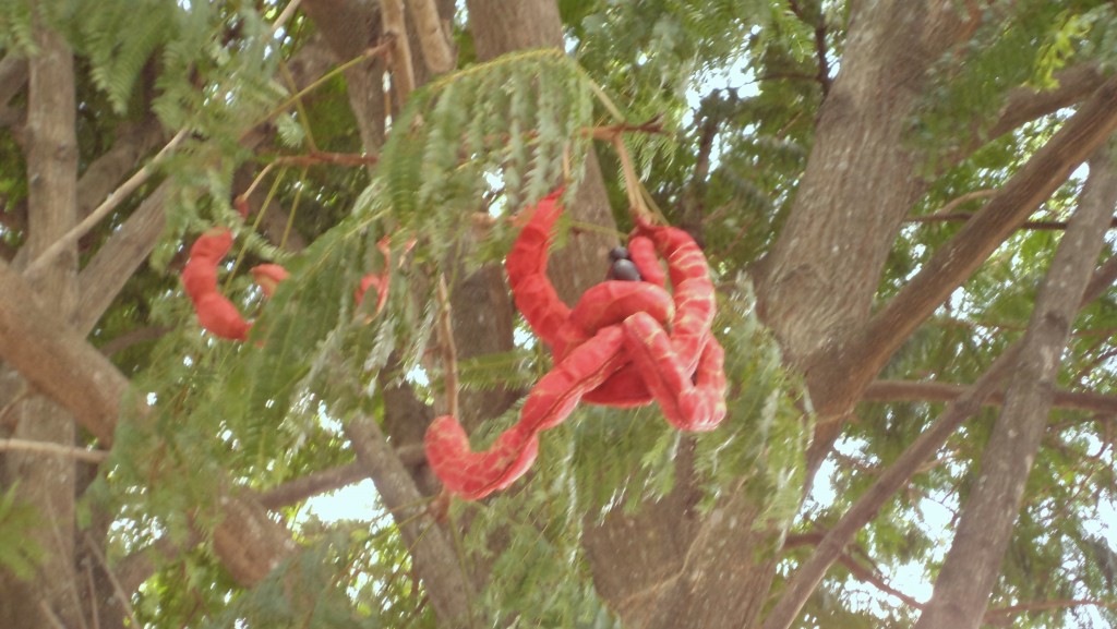 Foto: FLORES - Alajuela, Costa Rica