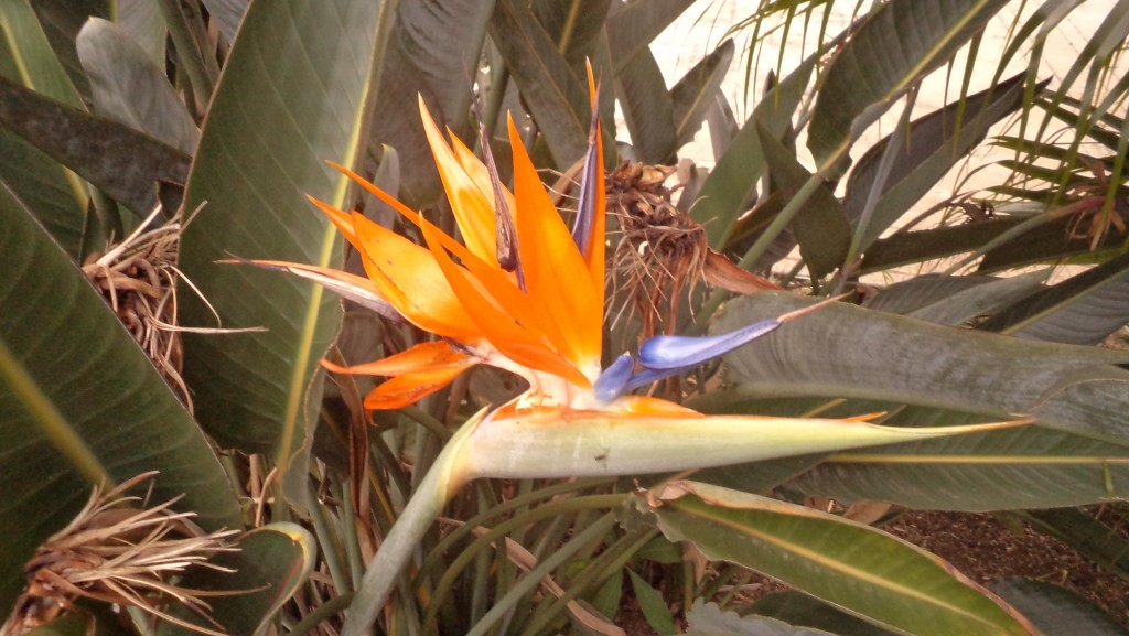 Foto: FLORES - Alajuela, Costa Rica