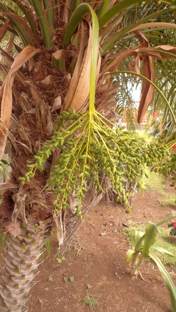 Foto de Alajuela, Costa Rica