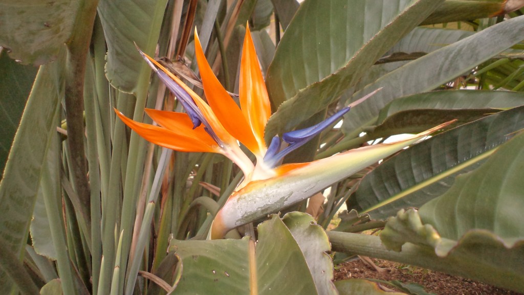 Foto: FLORES - Alajuela, Costa Rica