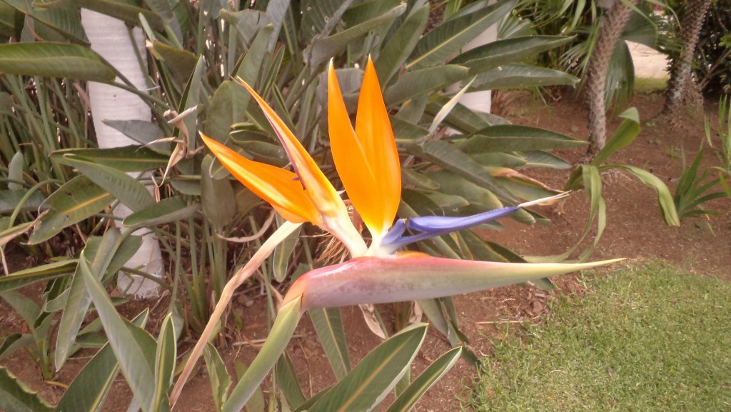 Foto de Alajuela, Costa Rica