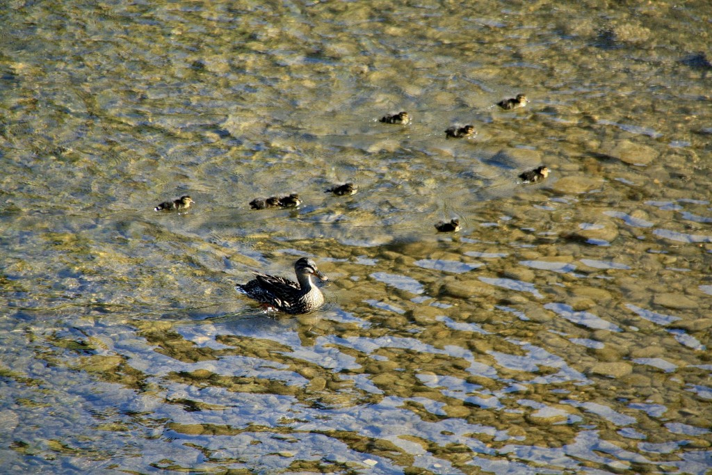 Foto: Patitos en el rio Aude - Limoux (Languedoc-Roussillon), Francia