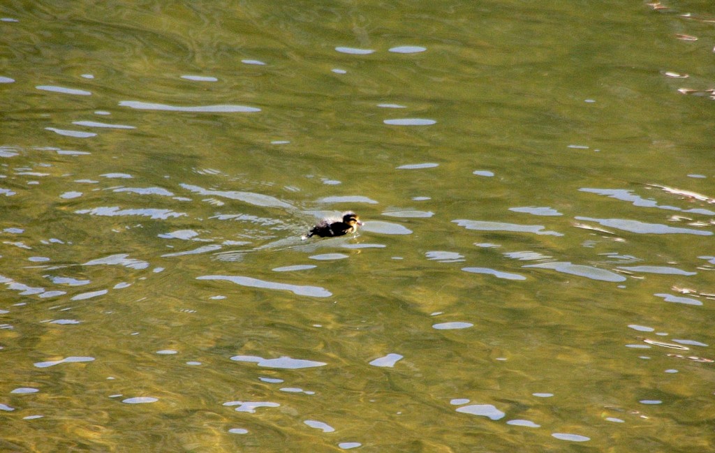 Foto: Patito en el rio Aude - Limoux (Languedoc-Roussillon), Francia
