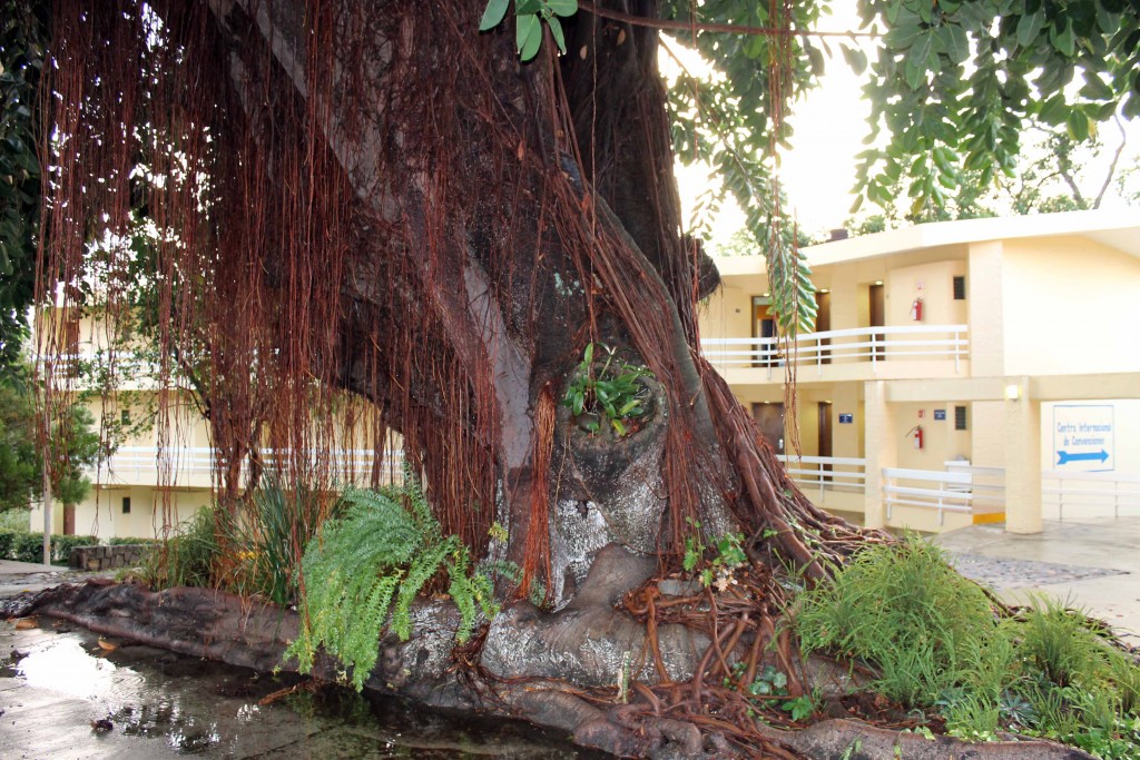 Foto de Tapachula (Chiapas), México