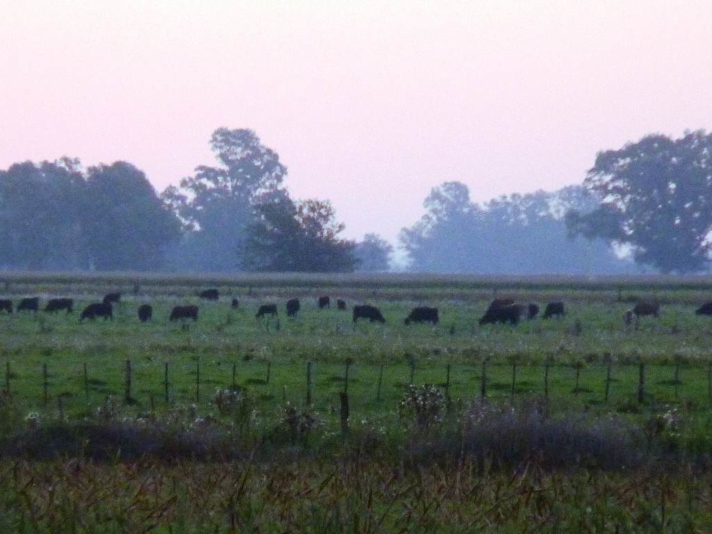 Foto: Laguna de Lobos - Lobos (Buenos Aires), Argentina