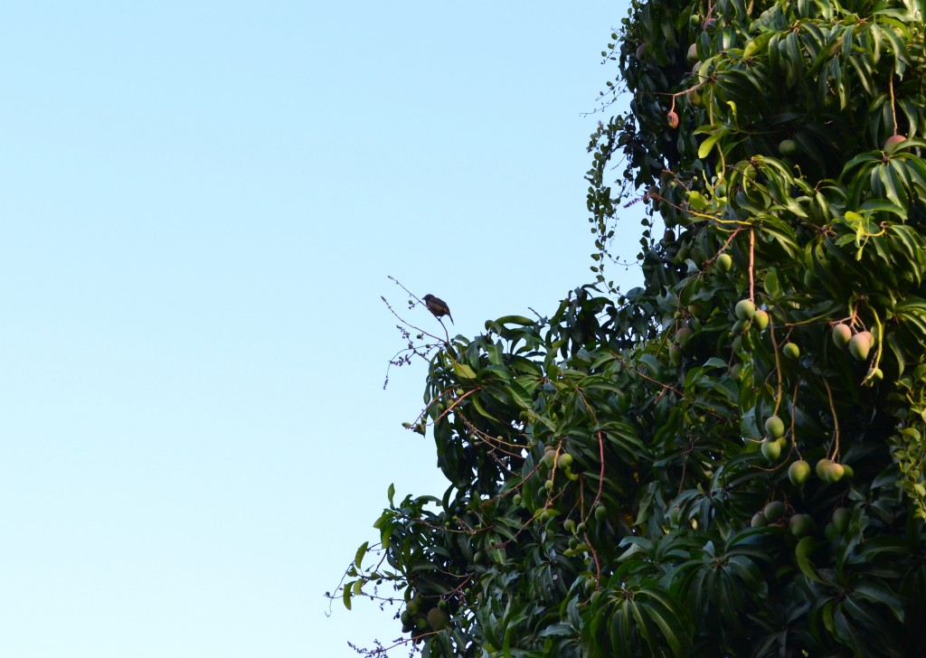 Foto: PAJARO - Alajuela, Costa Rica