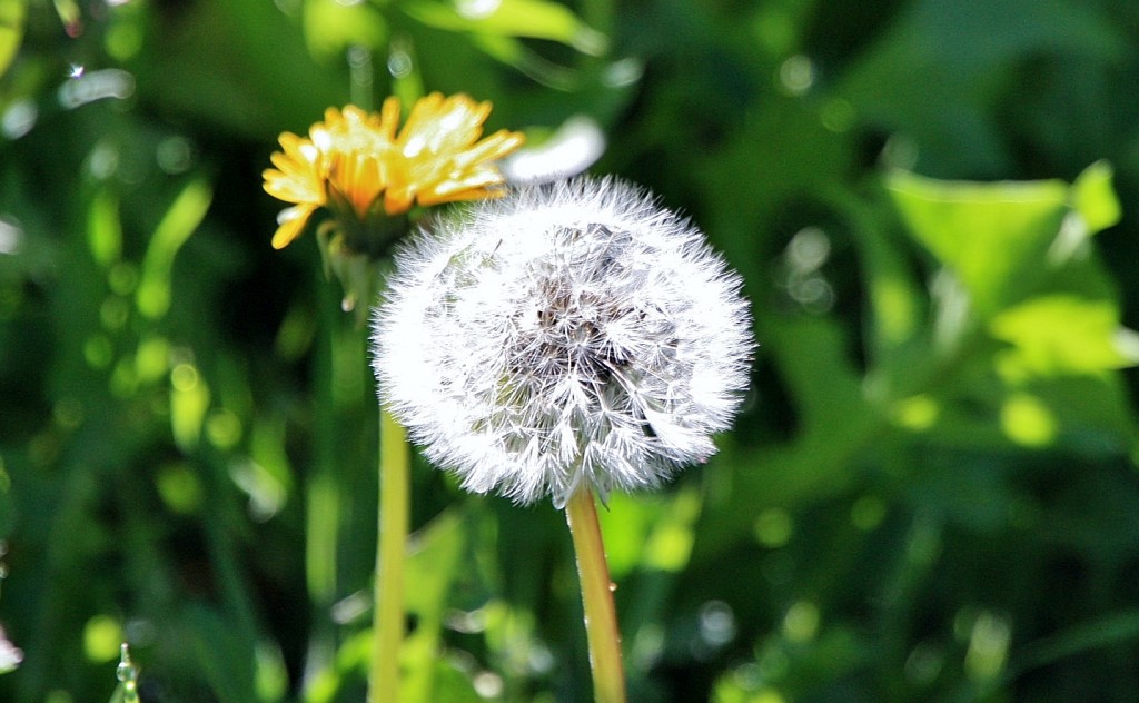 Foto: Un angelote - Santa Pau (Girona), España