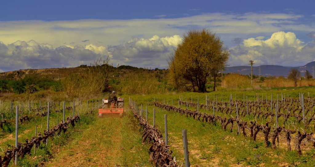 Foto: Fresant la vinya. - Vilafranca del Penedes (Barcelona), España