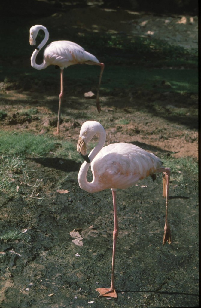 Foto de Varadero (Matanzas), Cuba