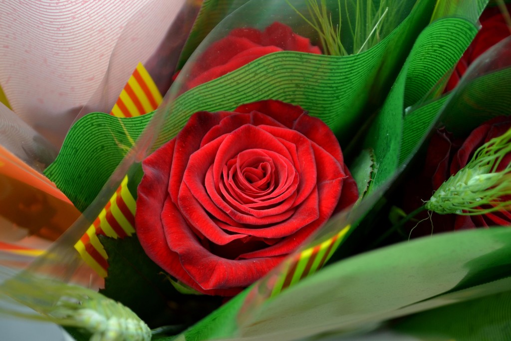 Foto: Rosa de Sant Jordi - Vilafranca del Penedes (Barcelona), España