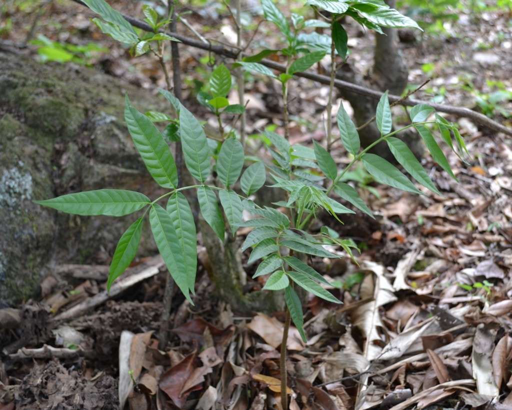 Foto: CEDRO - San Ignacio De Acosta (San José), Costa Rica