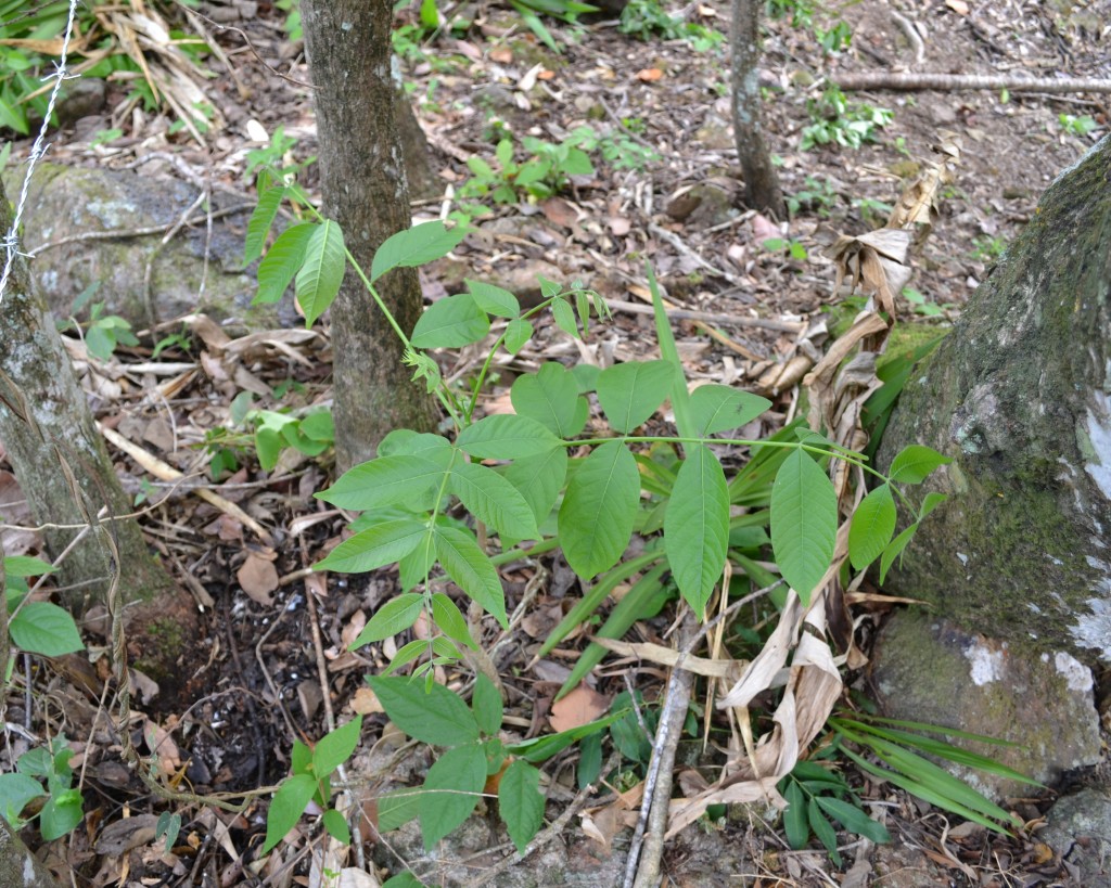 Foto: CEDRO - San Ignacio De Acosta (San José), Costa Rica