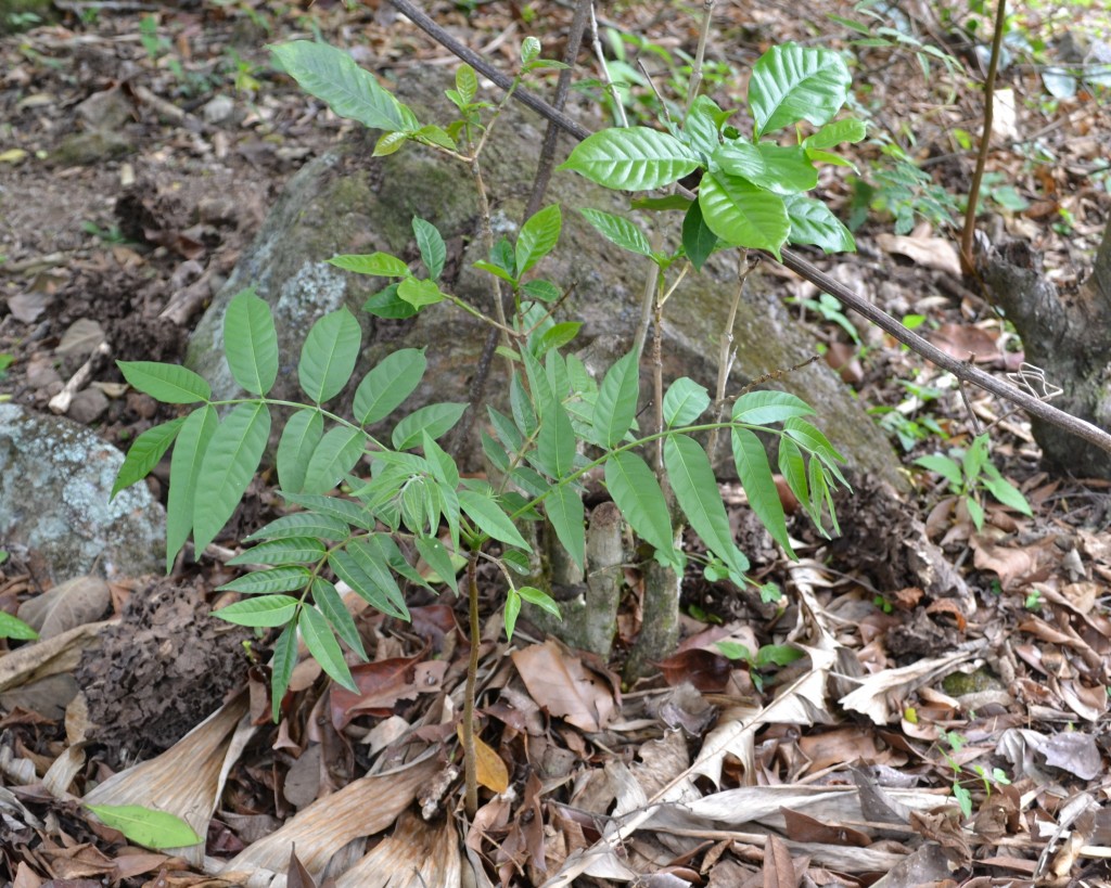 Foto: CEDRO - San Ignacio De Acosta (San José), Costa Rica