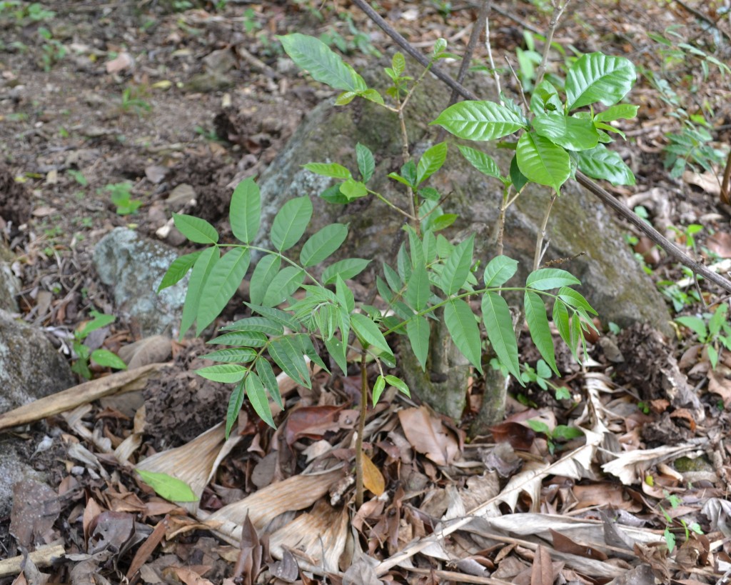 Foto: CEDRO - San Ignacio De Acosta (San José), Costa Rica