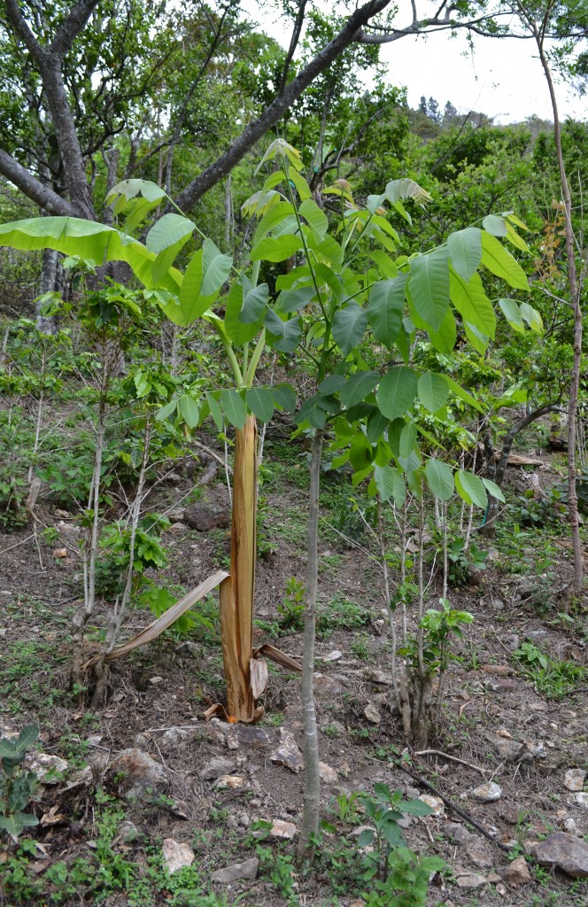 Foto: CEDRO - San Ignacio De Acosta (San José), Costa Rica