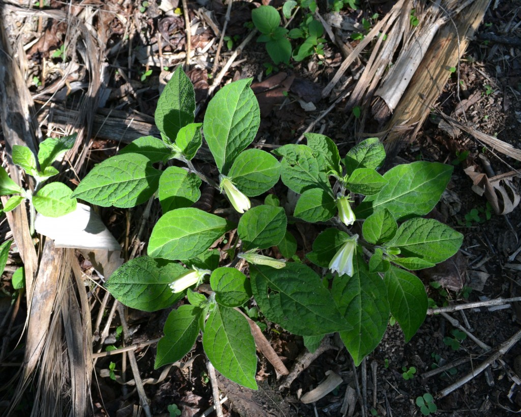 Foto de San Ignacio De Acosta (San José), Costa Rica
