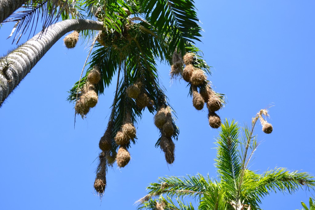 Foto: OROPENDULA - San Ignacio De Acosta (San José), Costa Rica