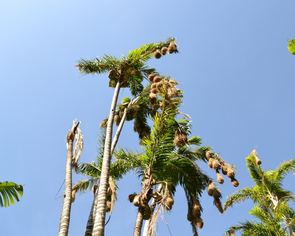 Foto: OROPENDULA - San Ignacio De Acosta (San José), Costa Rica