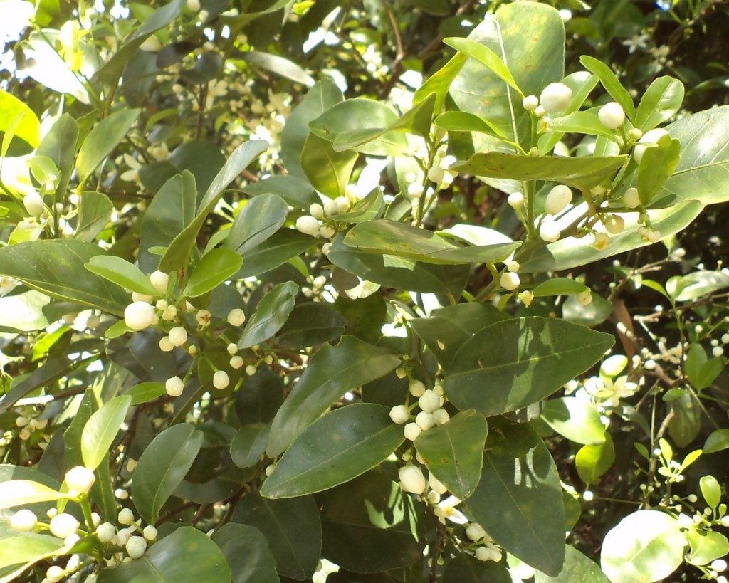 Foto de San Ignacio De Acosta (San José), Costa Rica