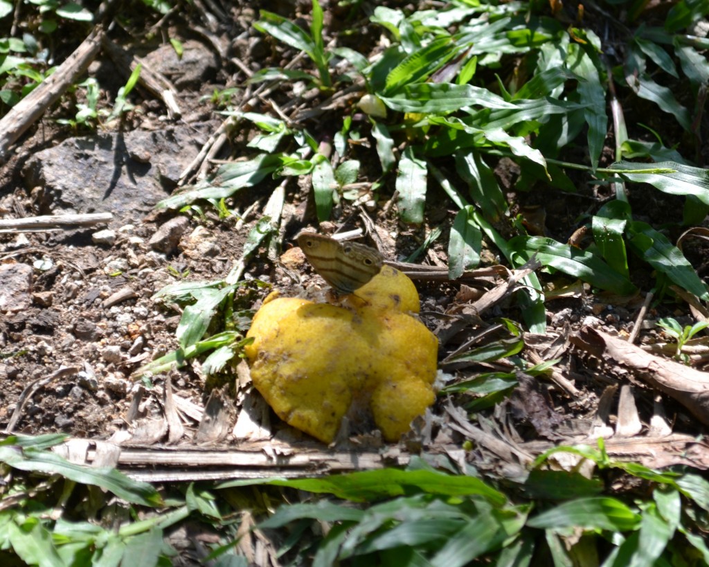 Foto de San Ignacio De Acosta (San José), Costa Rica