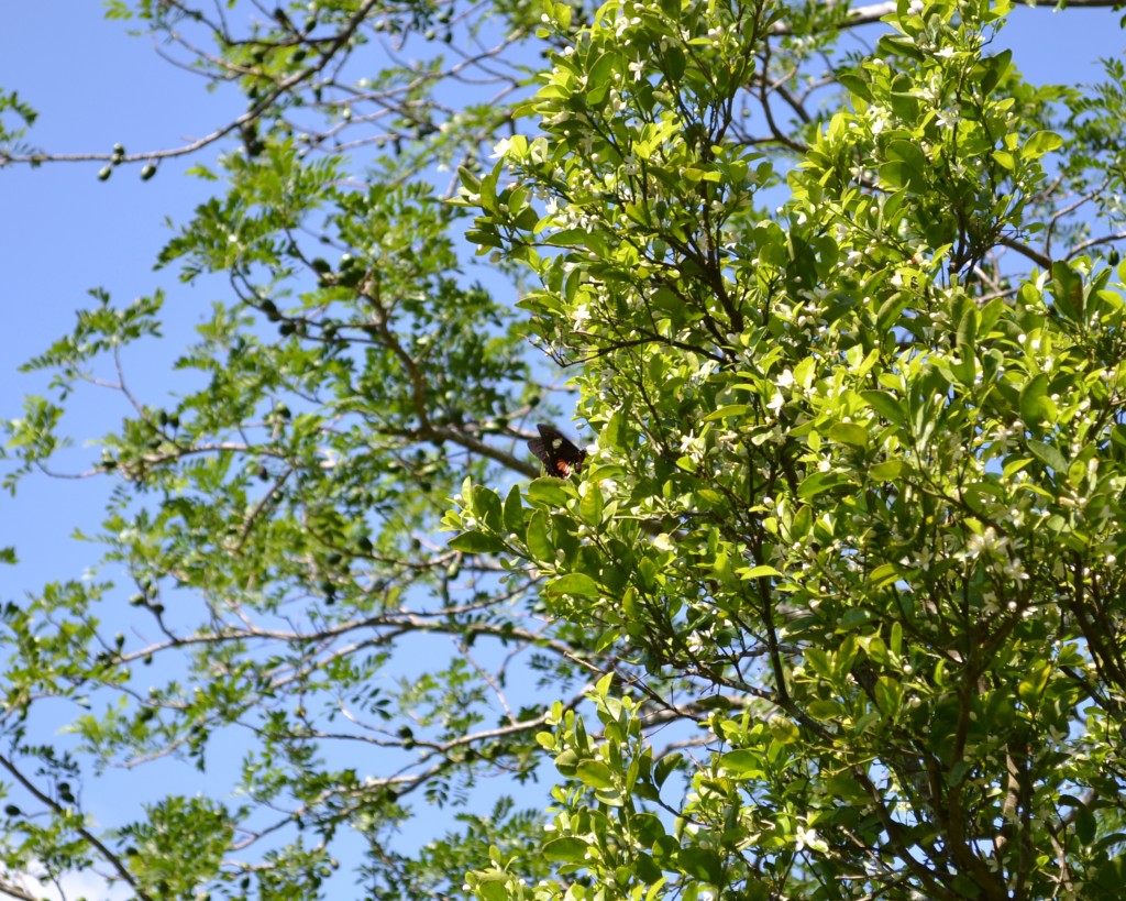 Foto: Papilio anchisiades idaeus - San Ignacio De Acosta (San José), Costa Rica