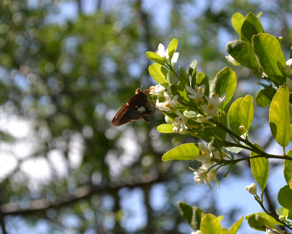 Foto: Papilio anchisiades idaeus - San Ignacio De Acosta (San José), Costa Rica