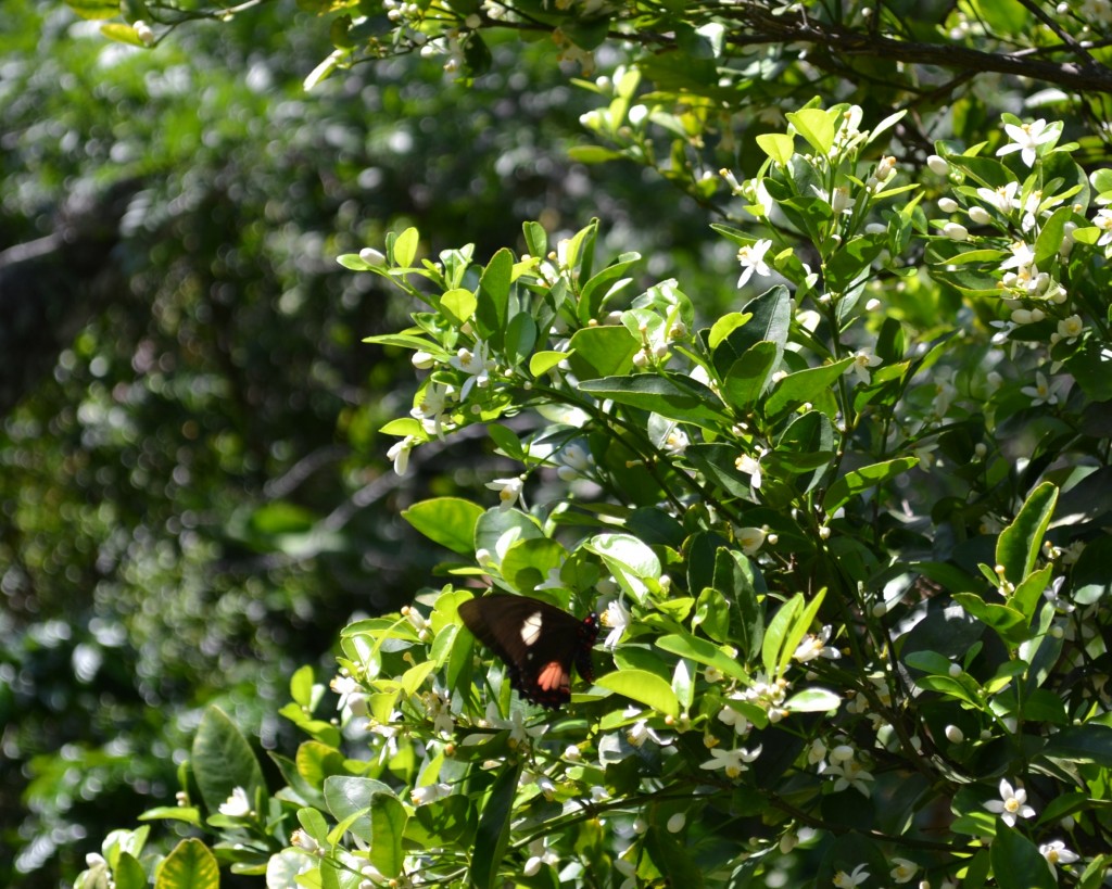 Foto: Papilio anchisiades idaeus - San Ignacio De Acosta (San José), Costa Rica