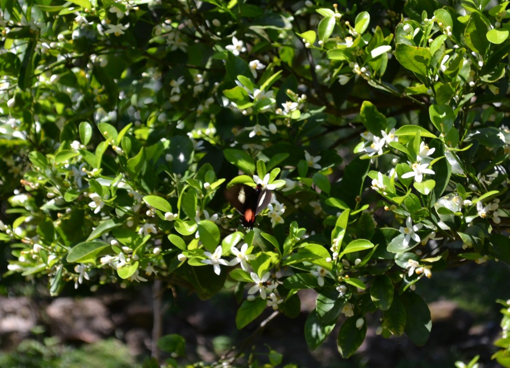 Foto: Papilio anchisiades idaeus - San Ignacio De Acosta (San José), Costa Rica