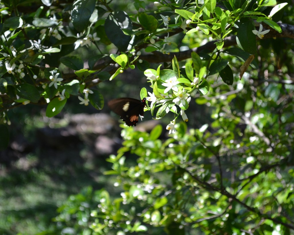 Foto: Papilio anchisiades idaeus - San Ignacio De Acosta (San José), Costa Rica
