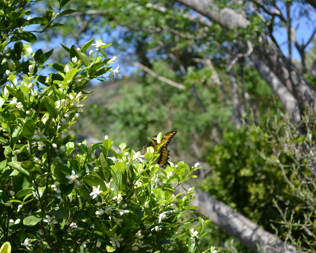 Foto: MARIPOSA,Polyxenes Papilio Stabilis - San Ignacio De Acosta (San José), Costa Rica