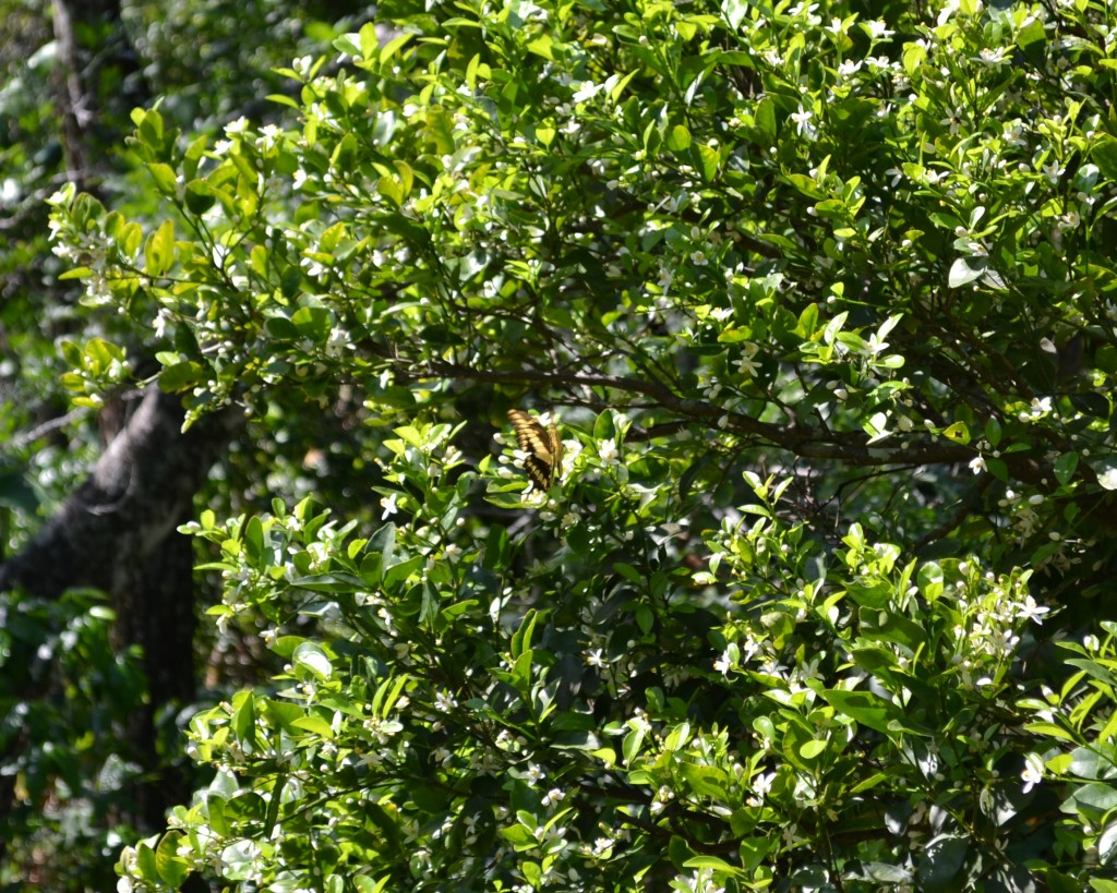 Foto: MARIPOSA,Polyxenes Papilio Stabilis - San Ignacio De Acosta (San José), Costa Rica