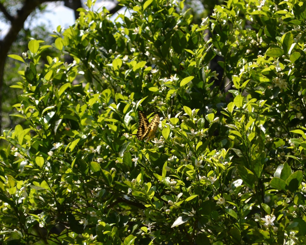 Foto: MARIPOSA,Polyxenes Papilio Stabilis - San Ignacio De Acosta (San José), Costa Rica