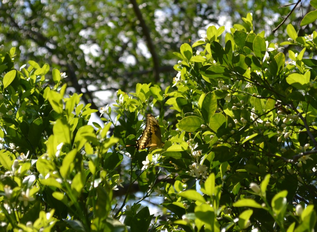 Foto: MARIPOSA, Polyxenes Papilio Stabilis - San Ignacio De Acosta (San José), Costa Rica